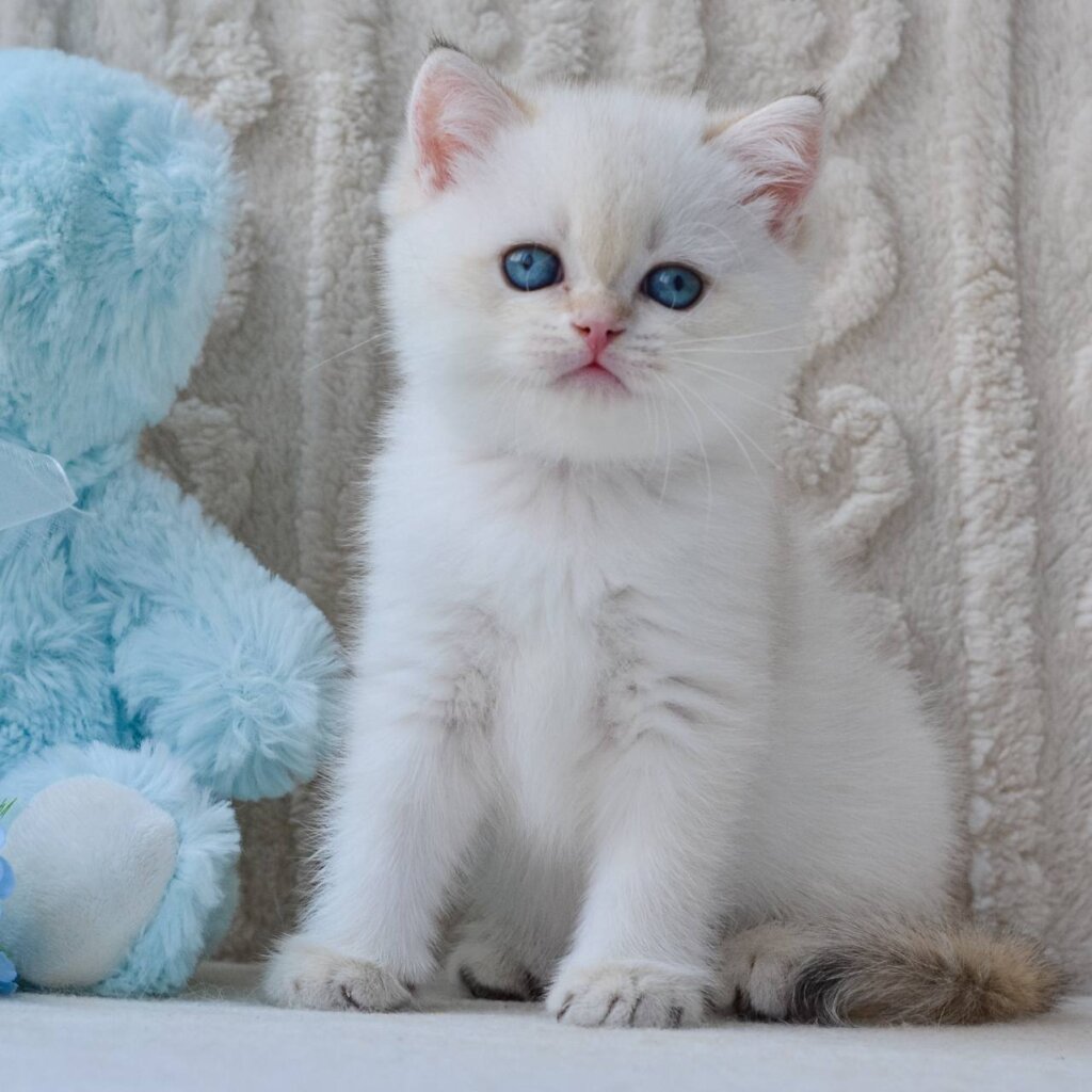 Garrie British Shorthair Male (Available) $2600