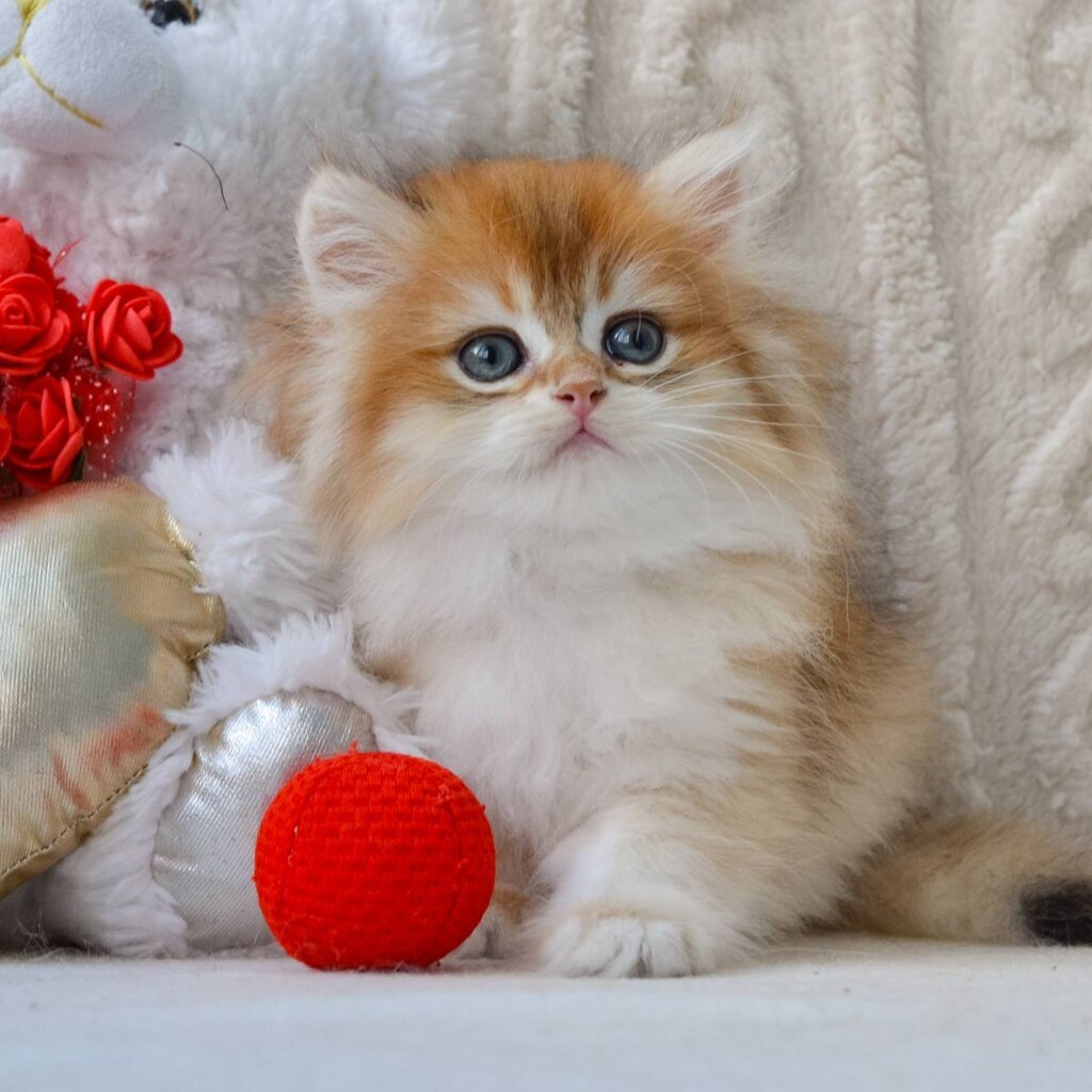 Gino British Longhair Male (Available) $2700