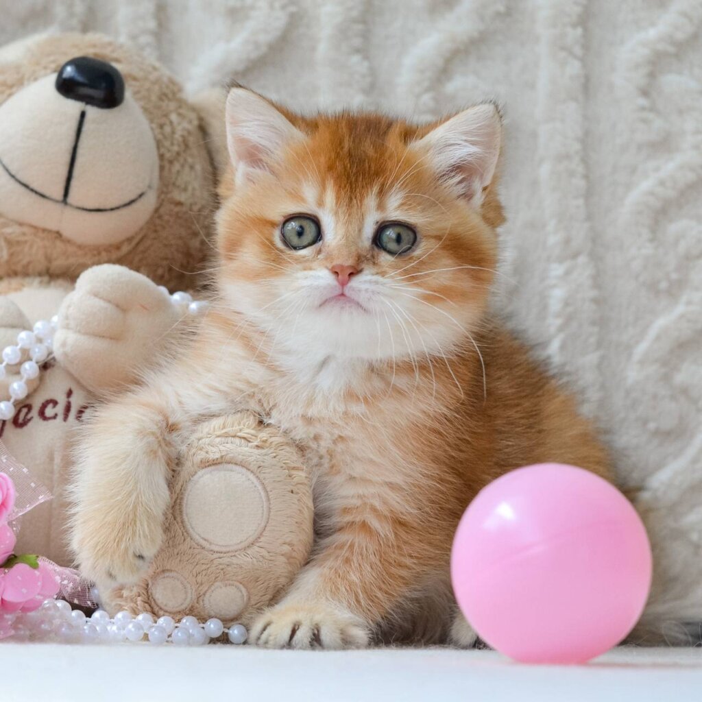 Goldie British Shorthair Female (Available) $2650