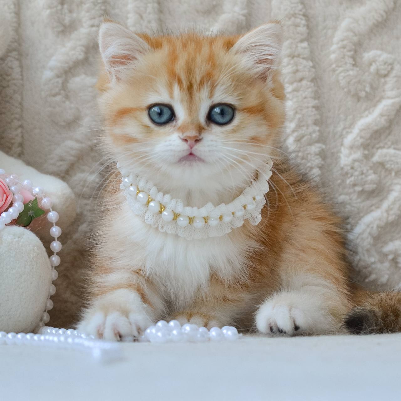 Ginger British Shorthair  Female (Available) $2700