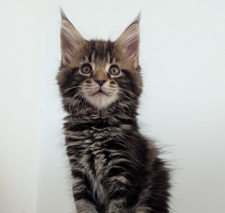 Cynthia Maine Coon Female (Available) $3000