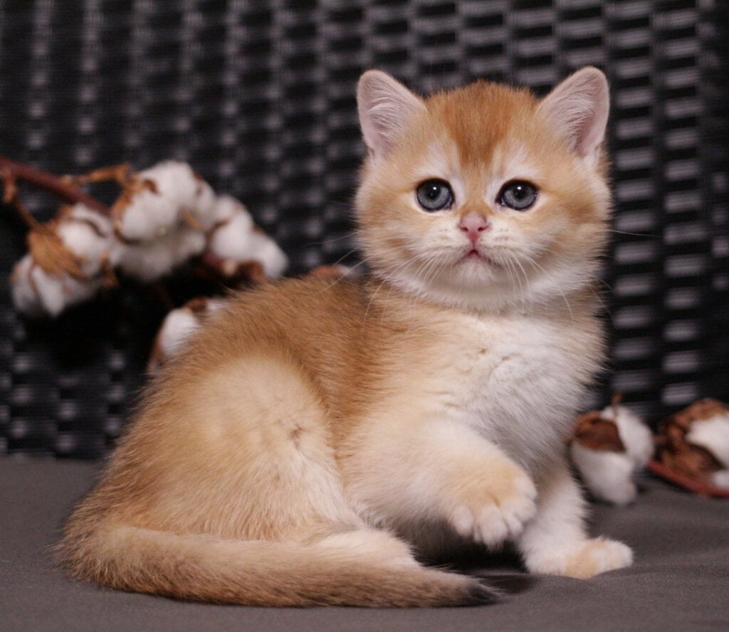 Shanti British Shorthair Female (Available) $2800