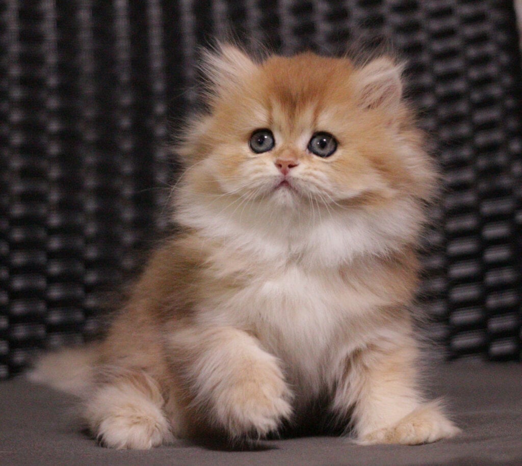 Shanell British Longhair  Female (Available) $3000