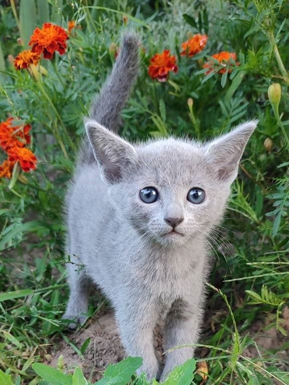 Camilla Russian Blue Female (Available) $2950