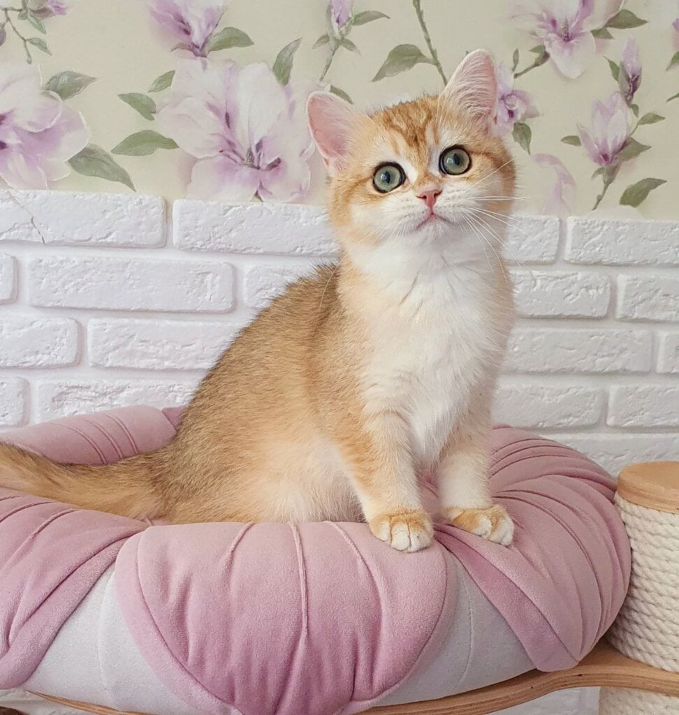 Monica British Shorthair Female (Available) $2700