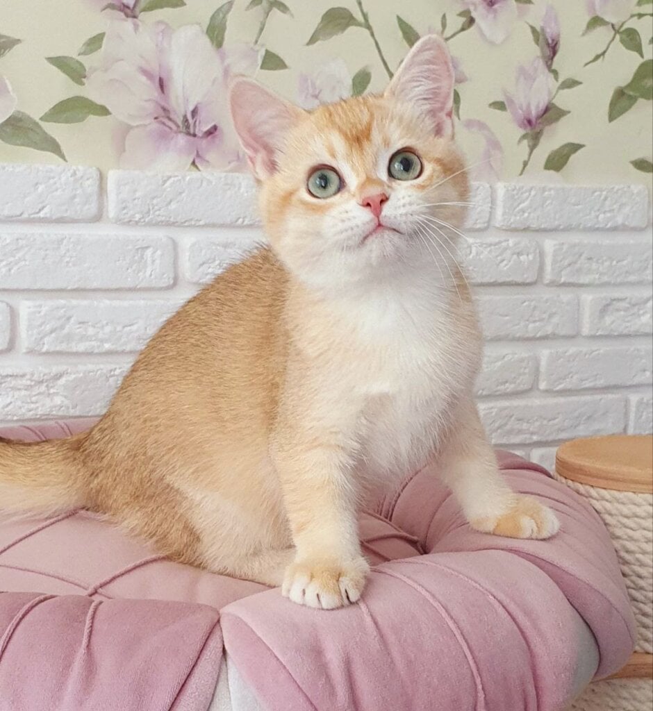 Montik British Shorthair Male (Available) $2700