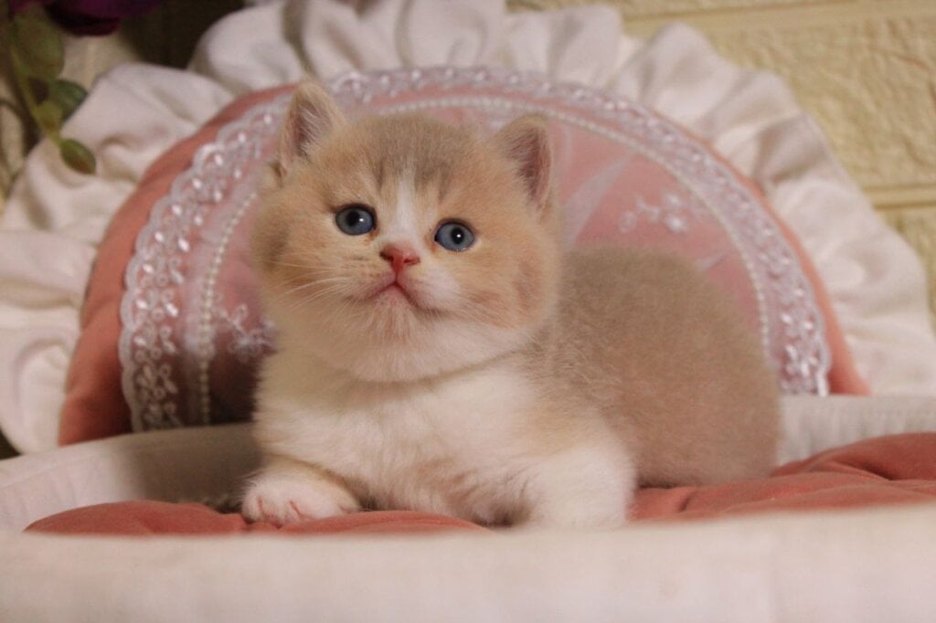 Valentino British Shorthair Male (Available) $3000