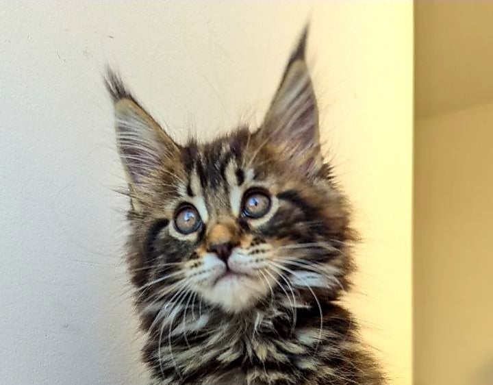 Chanel Maine Coon Female (Available) $3000