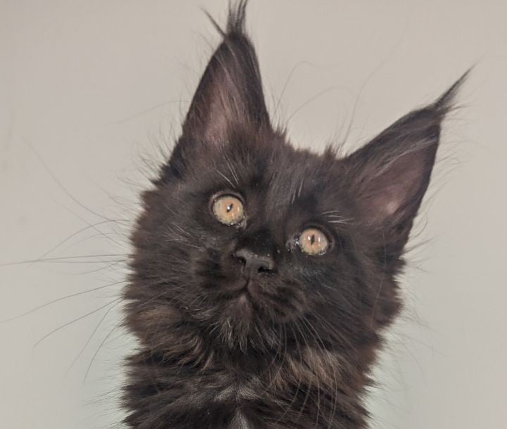 Carmen Maine Coon Female (Available) $3000