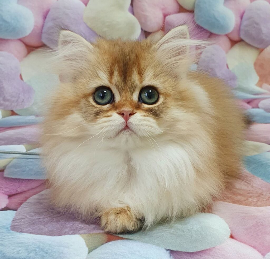 S’yuzi British Longhair Female (Available) $2700