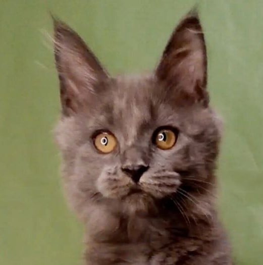 Agatha  Maine Coon  Female (Available) $2800