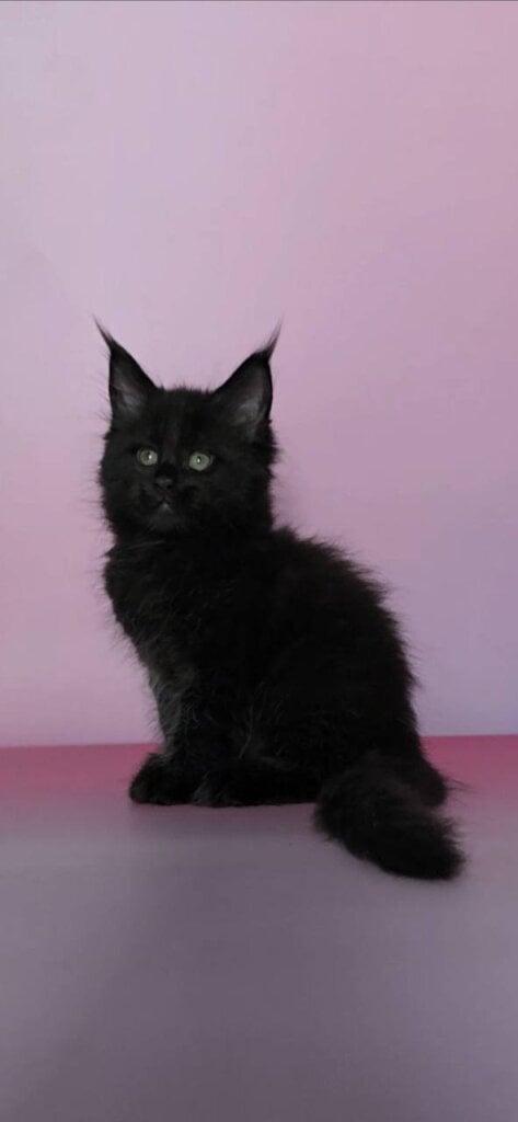 Jumandji Maine Coon  Female (Available) $2850