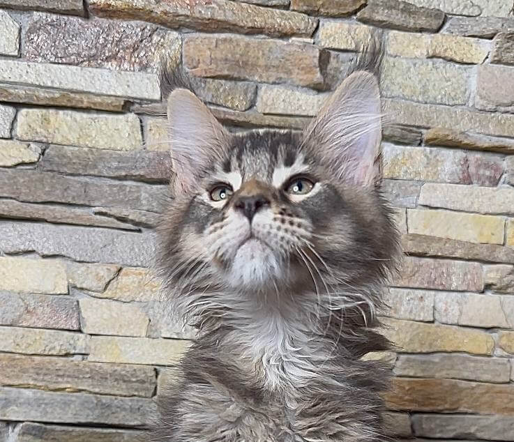 Quor Maine Coon  Male (Available) $3200
