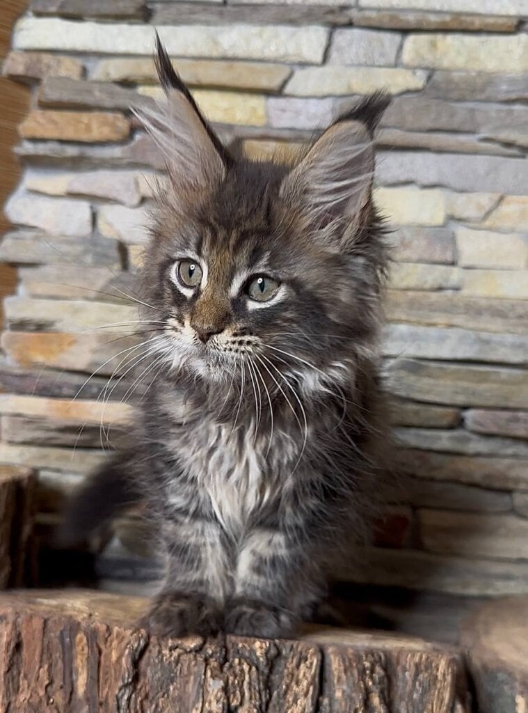 Quella Maine Coon Female (Available) $3200