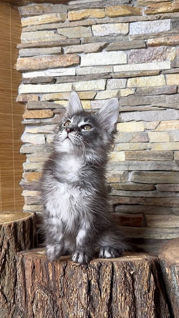 Ruta  Maine Coon Female (Available) $3200