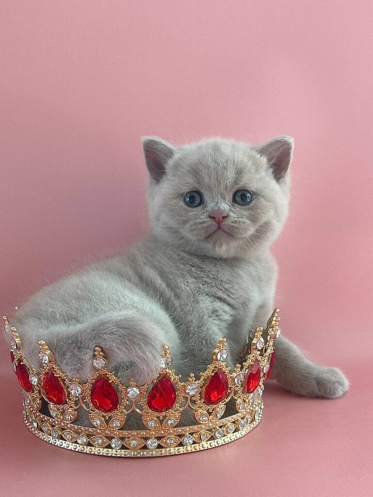 Bruno British Shorthair Male (Available) $3300