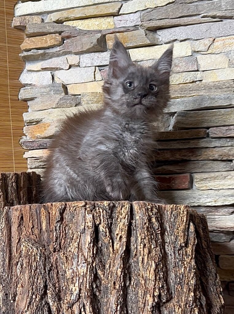 Robin Maine Coon Male (Available) $3200