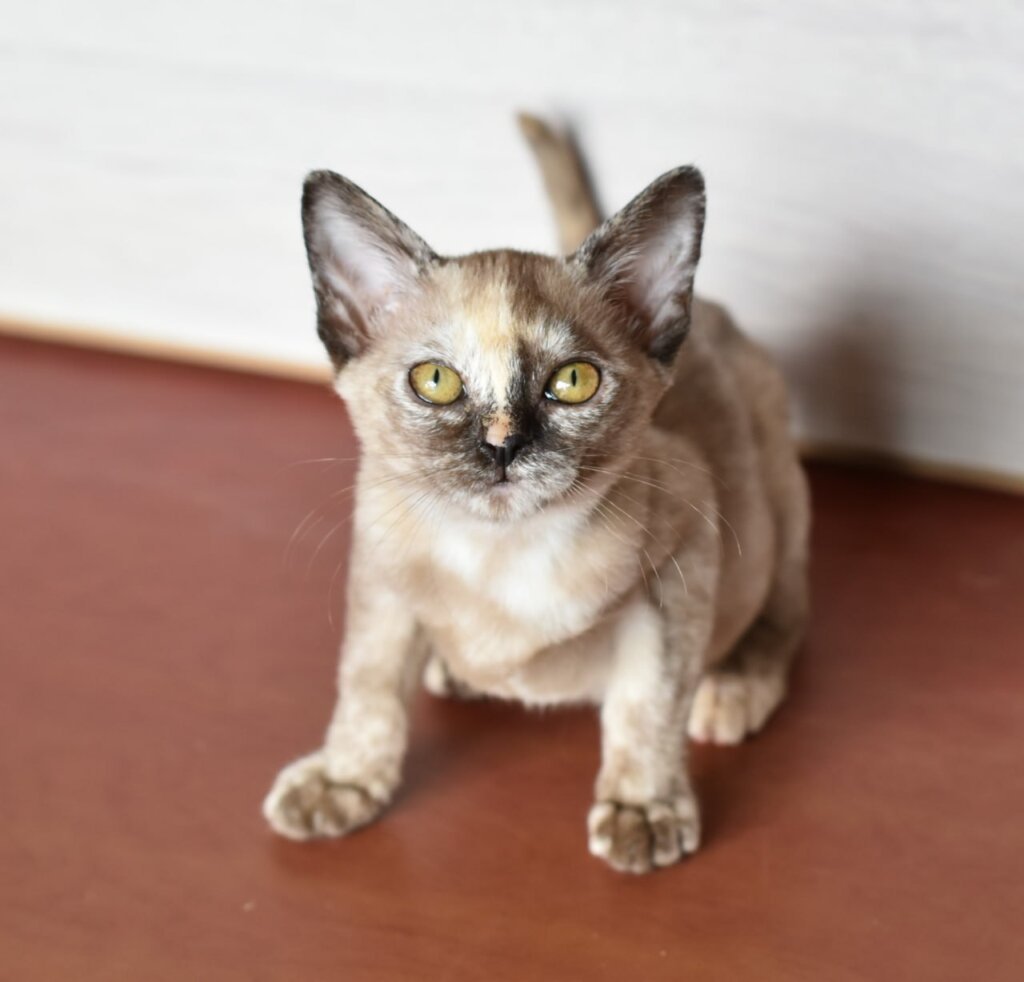 Eva Burmese Female (Available) $2800