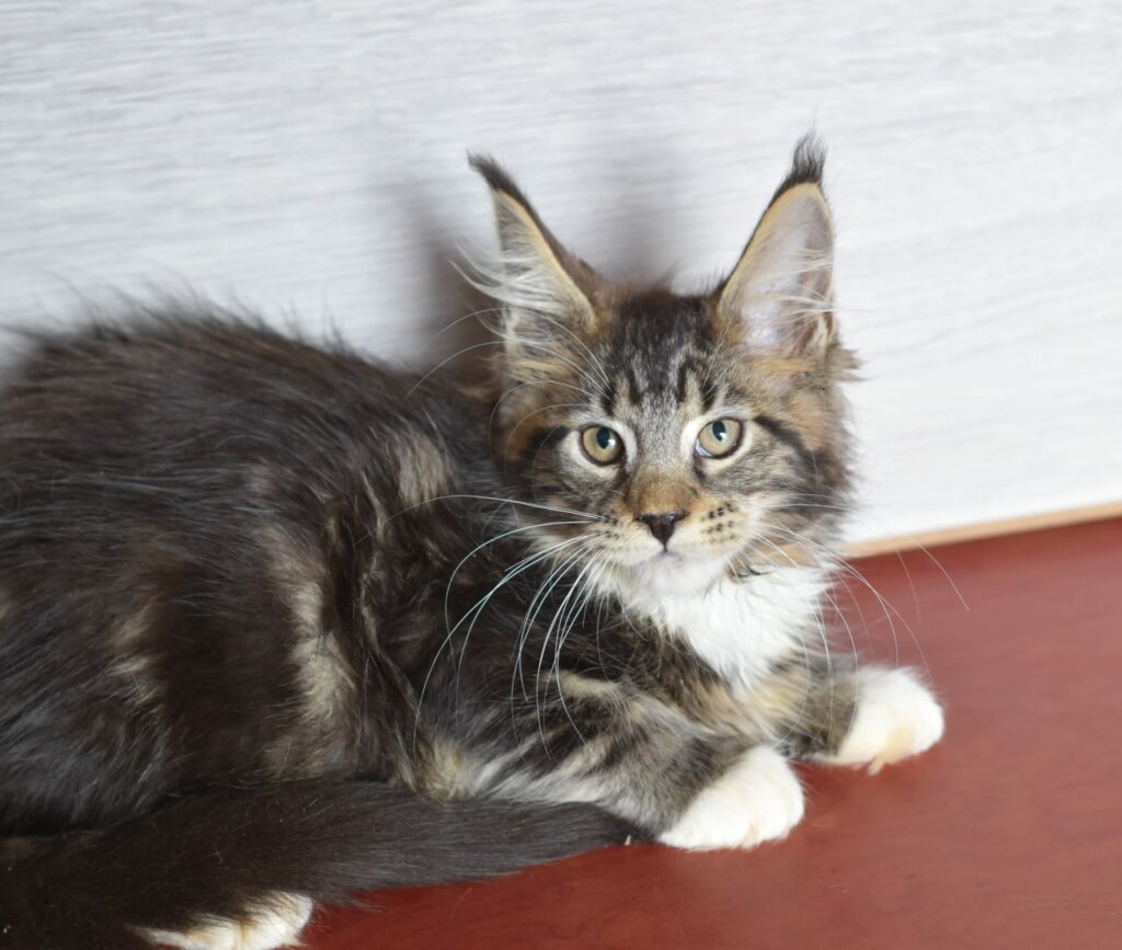 Floid Maine Coon Male (Available) $2800