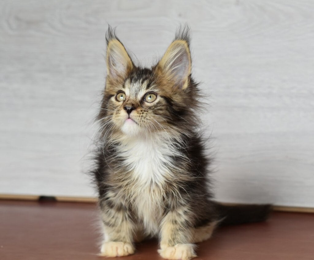 Friend Maine Coon Male (Available) $2800