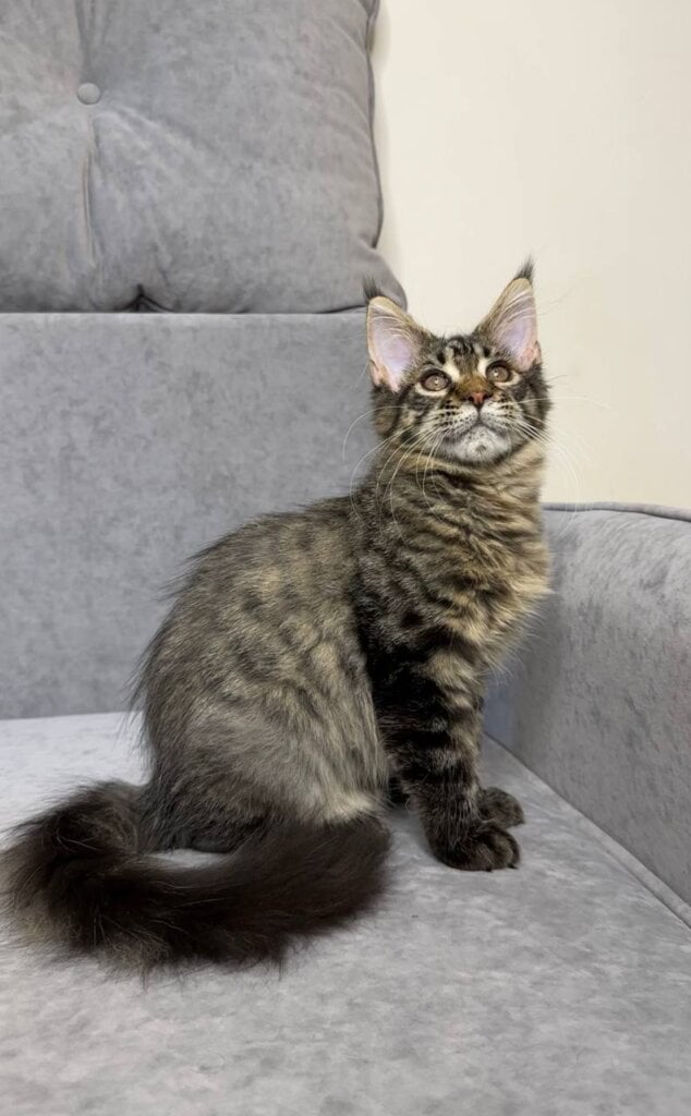 Pandora Maine Coon  Female (Available) 00 - photo 1