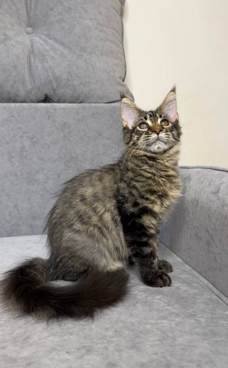 Pandora Maine Coon  Female (Available) $2800