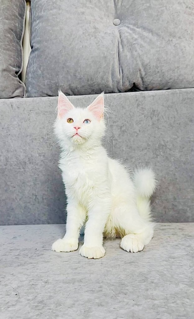 Pearla Maine Coon Female POLY (Available) 00 - photo 1