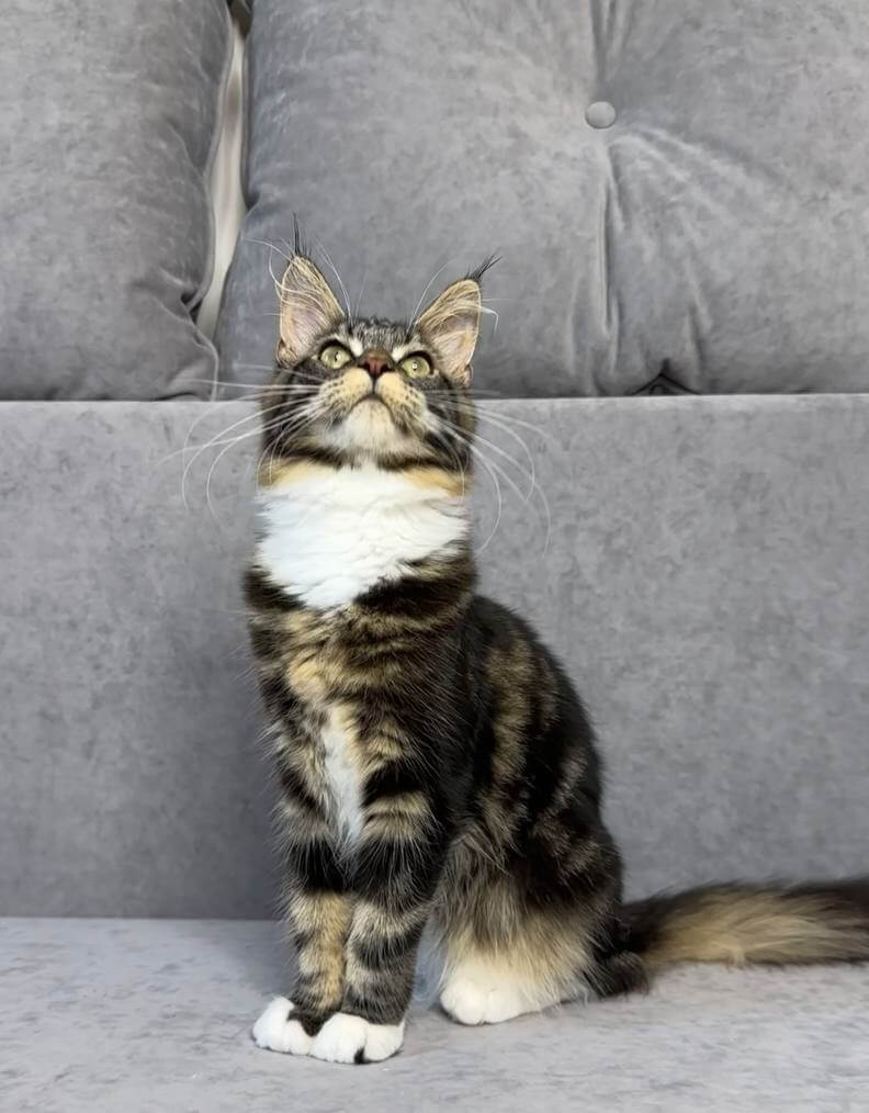 Mimi Maine Coon  Female (Available) $2600