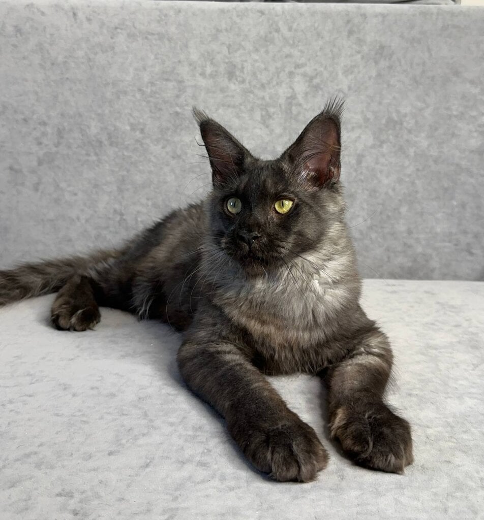 Kazimir Maine Coon Male (Available) $3000