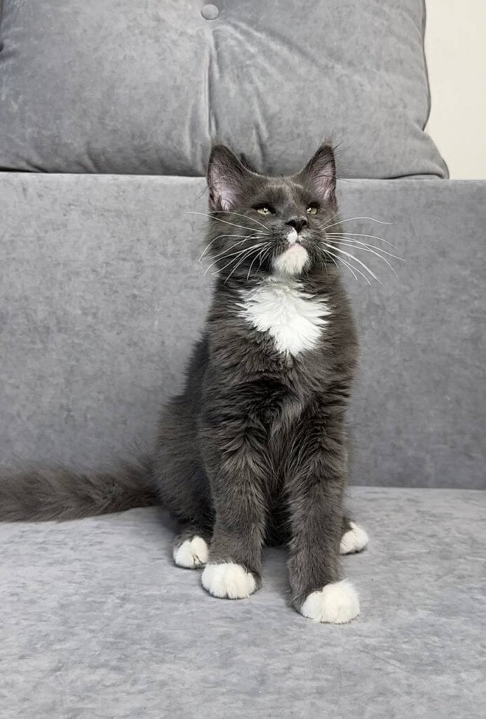 Onix Maine Coon Male (Available) $2700