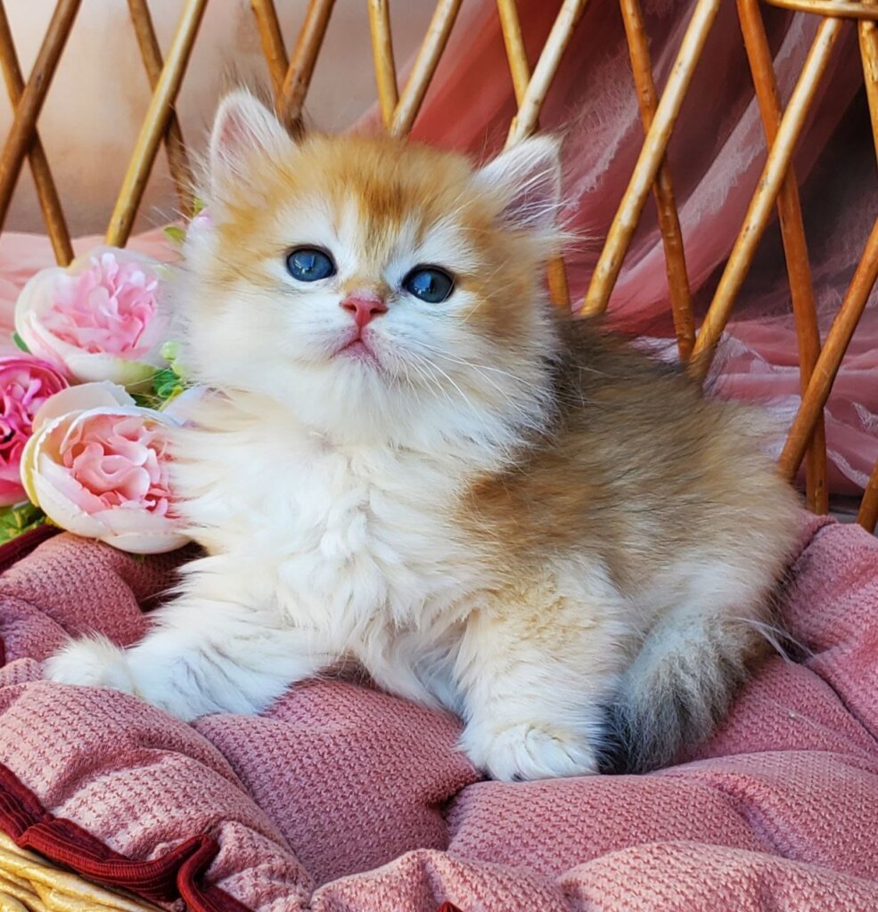 Glasha British Longhair  Female (Available) $2950
