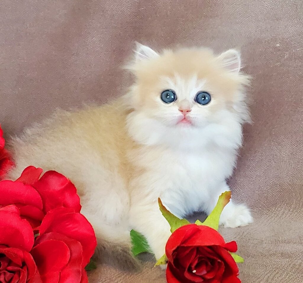 Gerda British Longhair  Female (Available) $2900