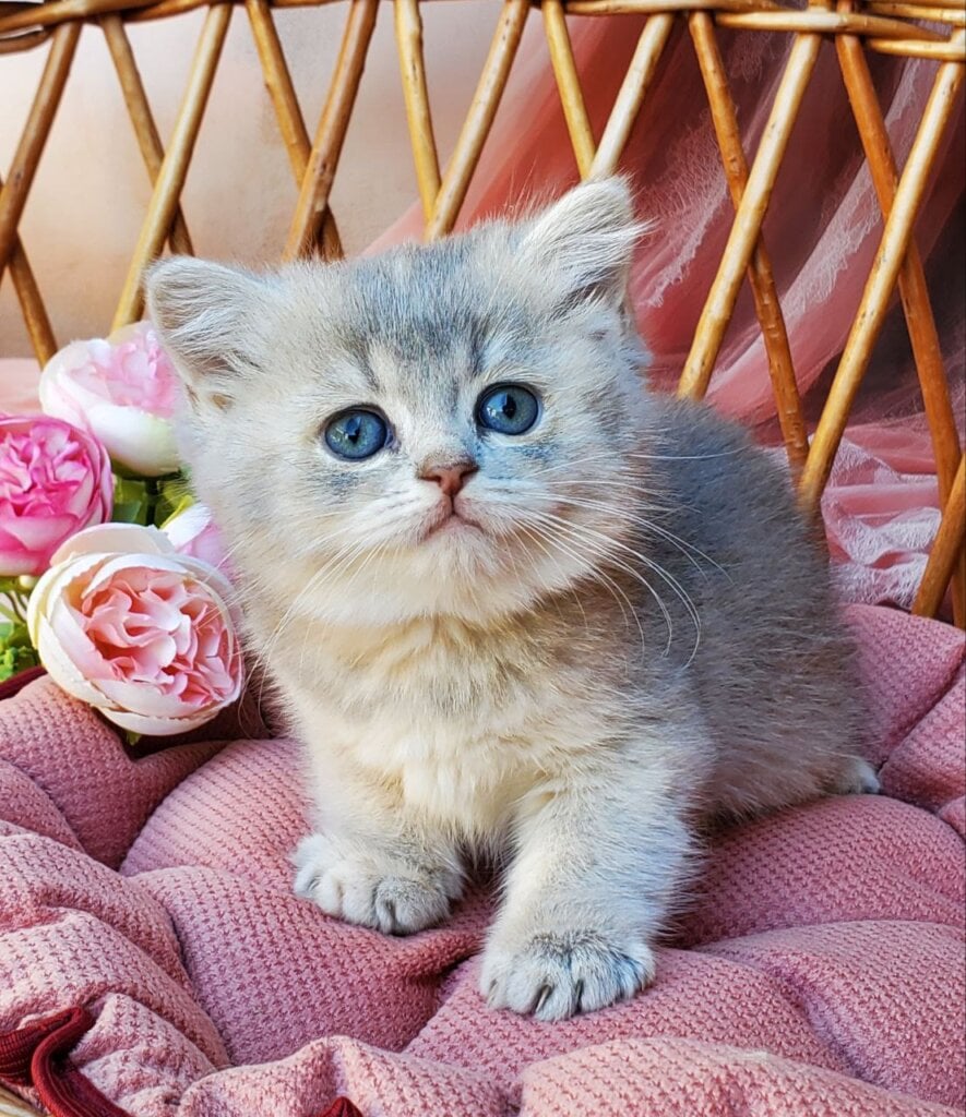 Iva British Shorthair  Female (Available) $2600