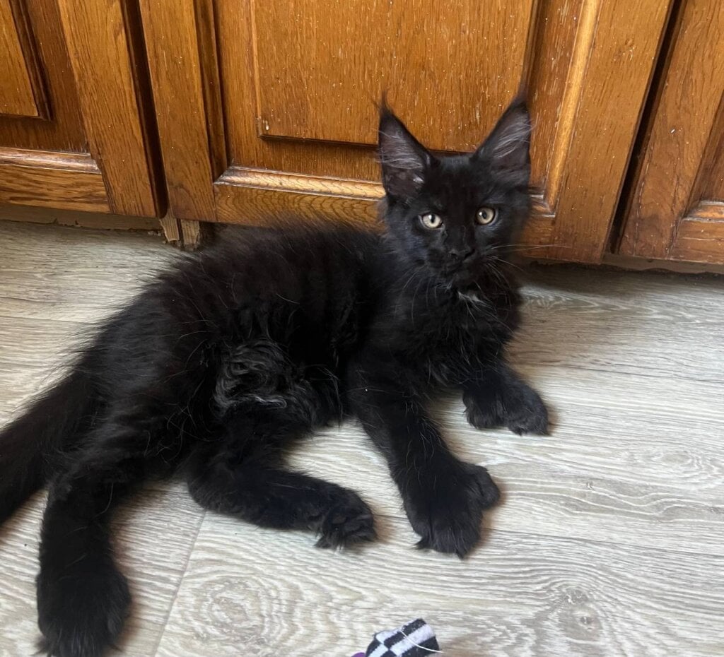 Markiz Maine Coon POLY Male (Available) $3050