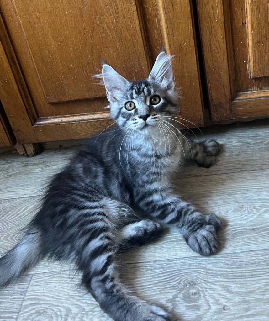 Martin Maine Coon POLY Male (Available) $3000