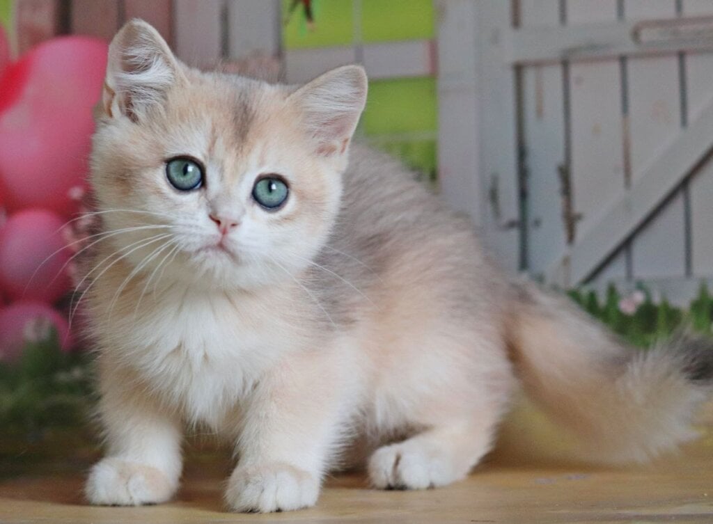 Preston British Shorthair Male (Available) $2950