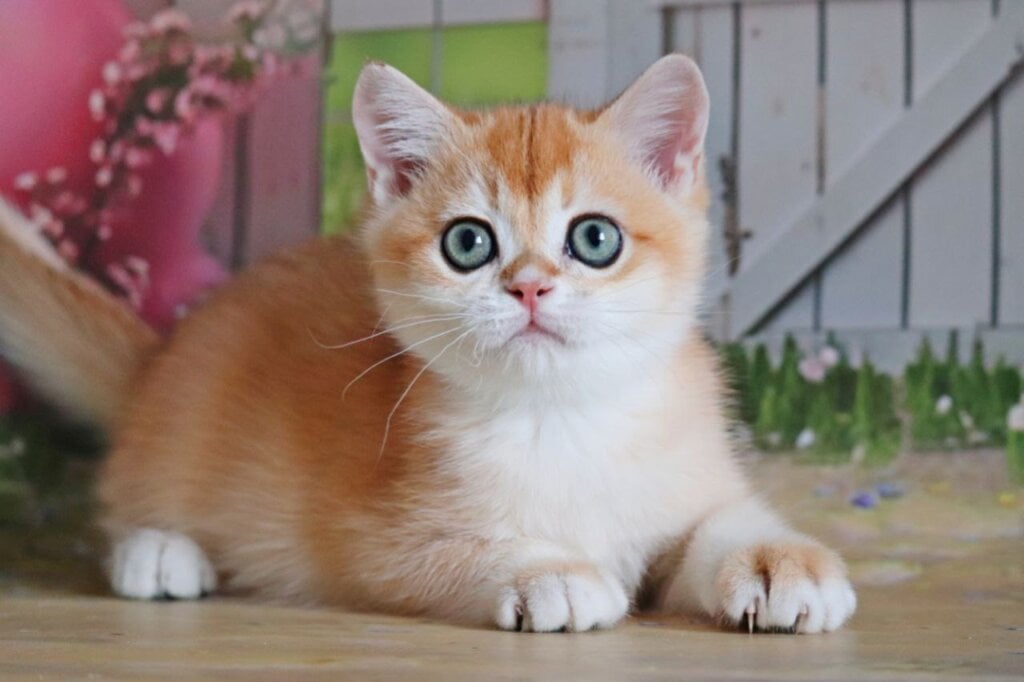 Parker British Shorthair  Male (Available) $3000