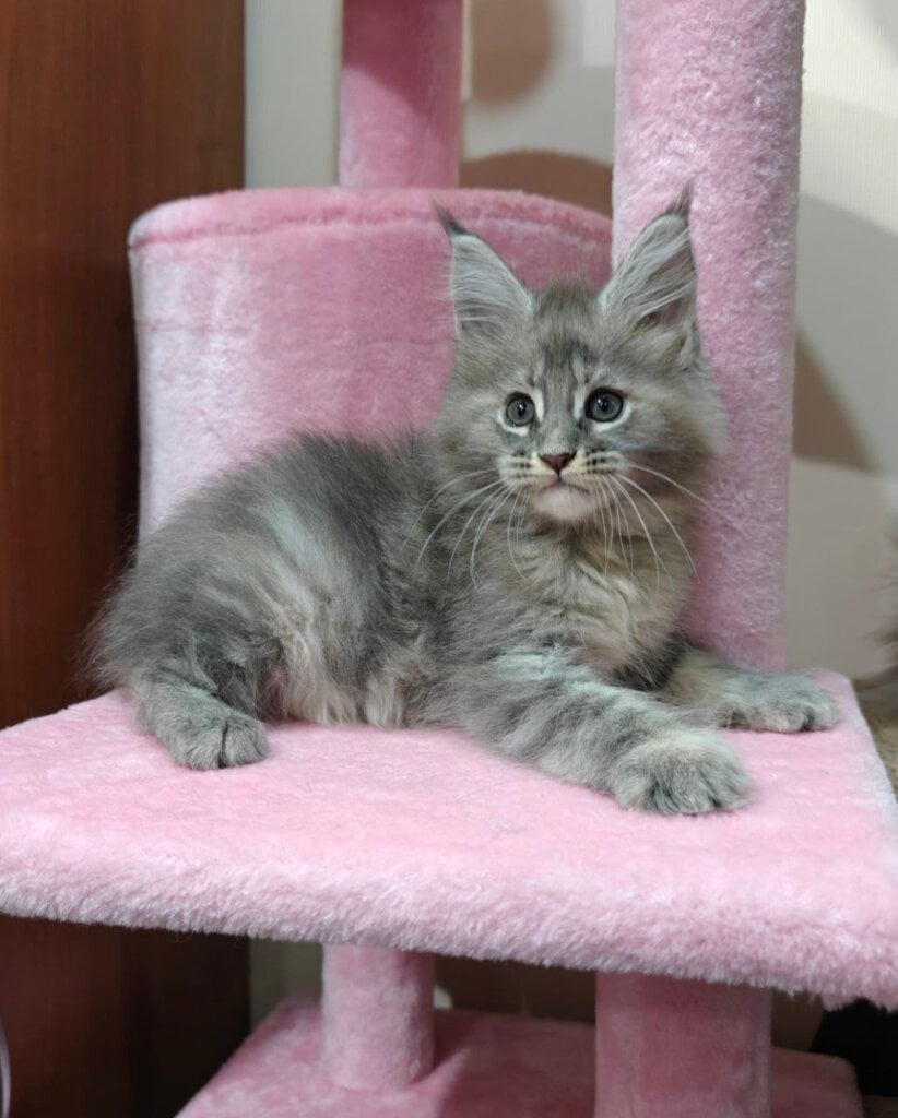 Kelly Maine Coon Female (Available) $2950