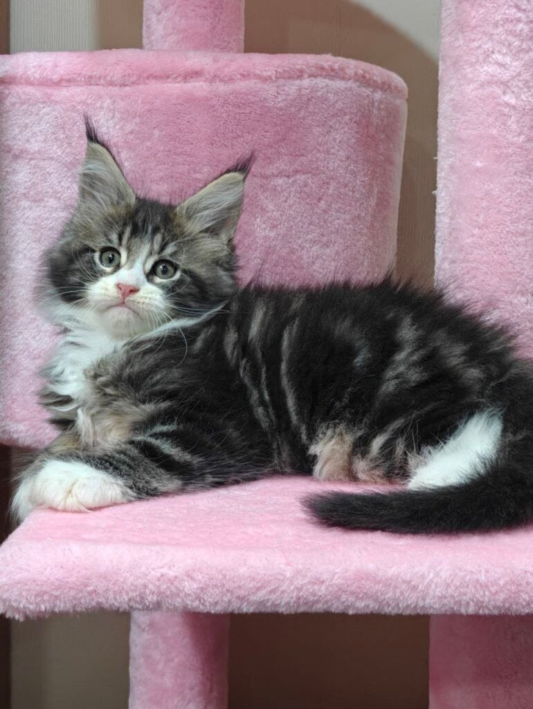 Kors Maine Coon  Male (Available) $3000