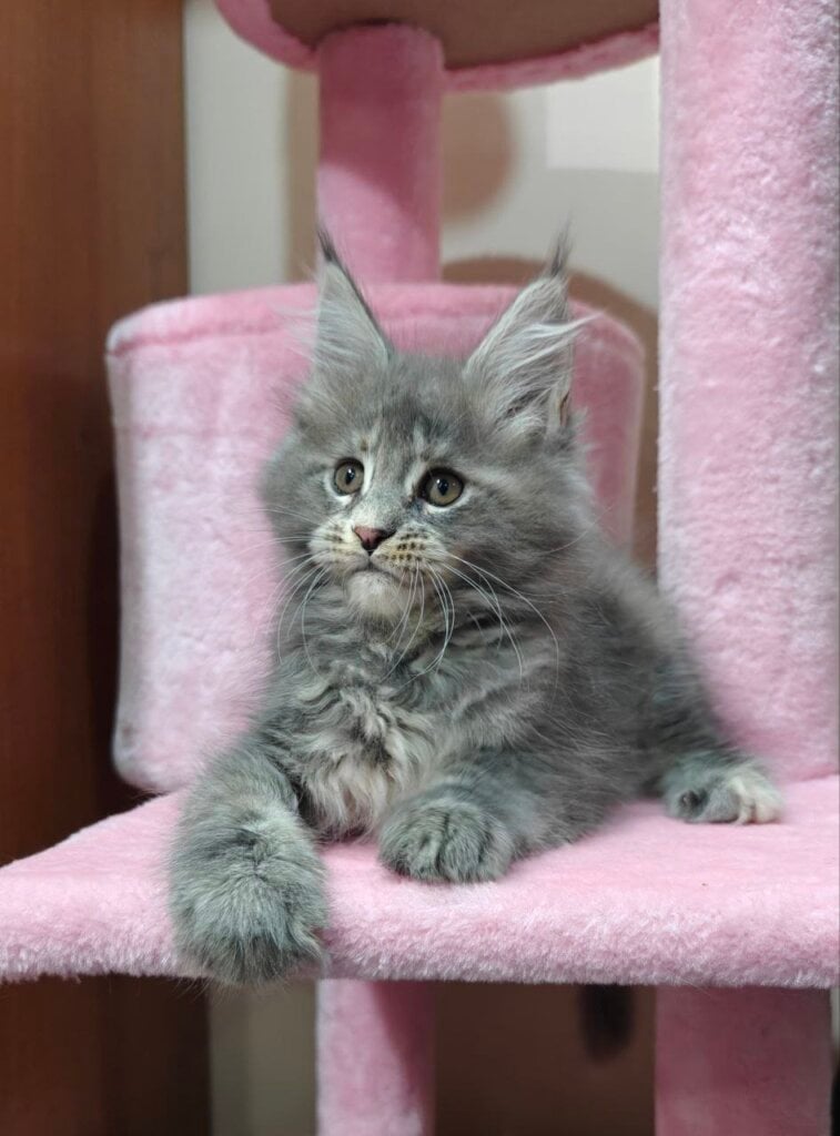 Kira Maine Coon  Female (Available) $2950