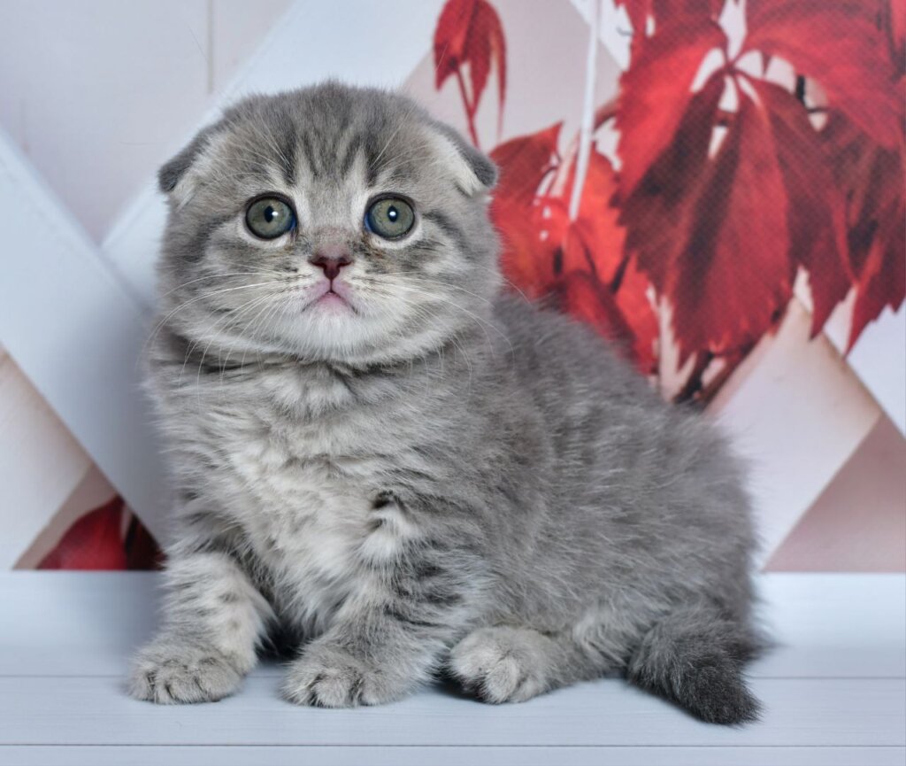 Faina Scottish Fold Female (Available) $2800