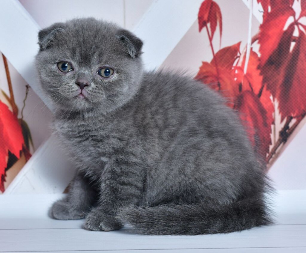 Farik Scottish Fold Male (Available) $2800