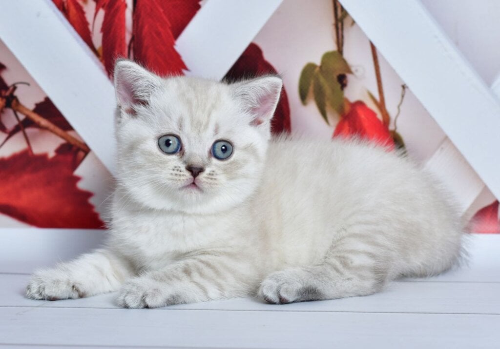 Frida Scottish Straight Female (Available) $2700