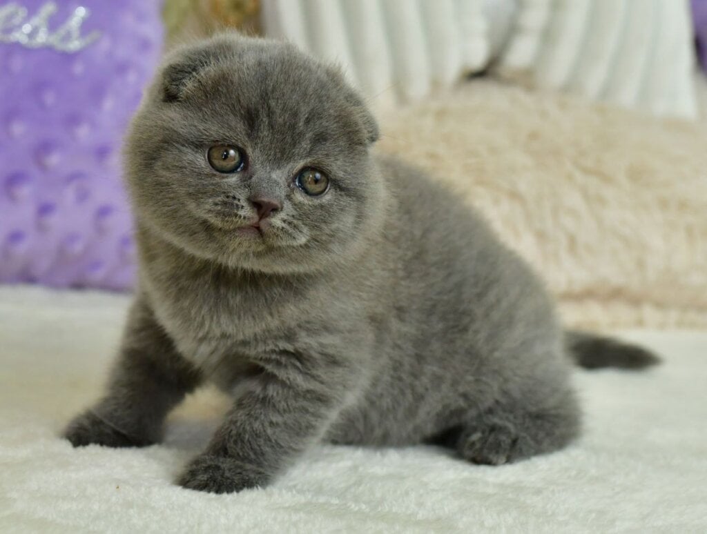 Felisia Scottish Fold Female (Available) $2800