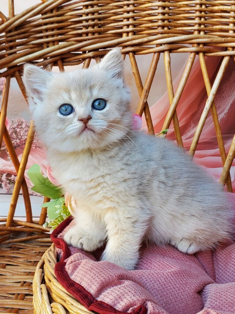 Iris British Shorthair  Male (Available) $2700