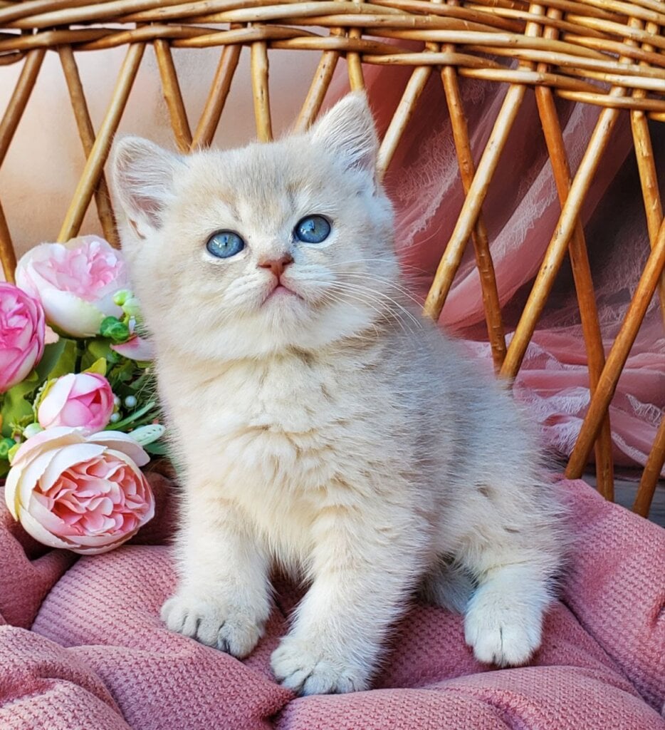 Izum British Shorthair Male (Available) $2700