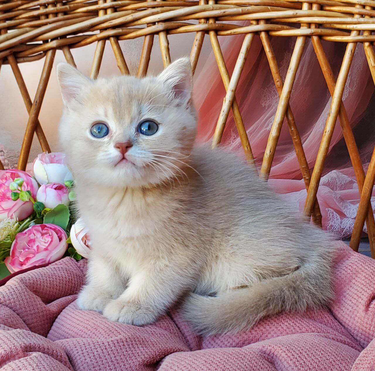 Finyk British Shorthair Male (Available) $2700