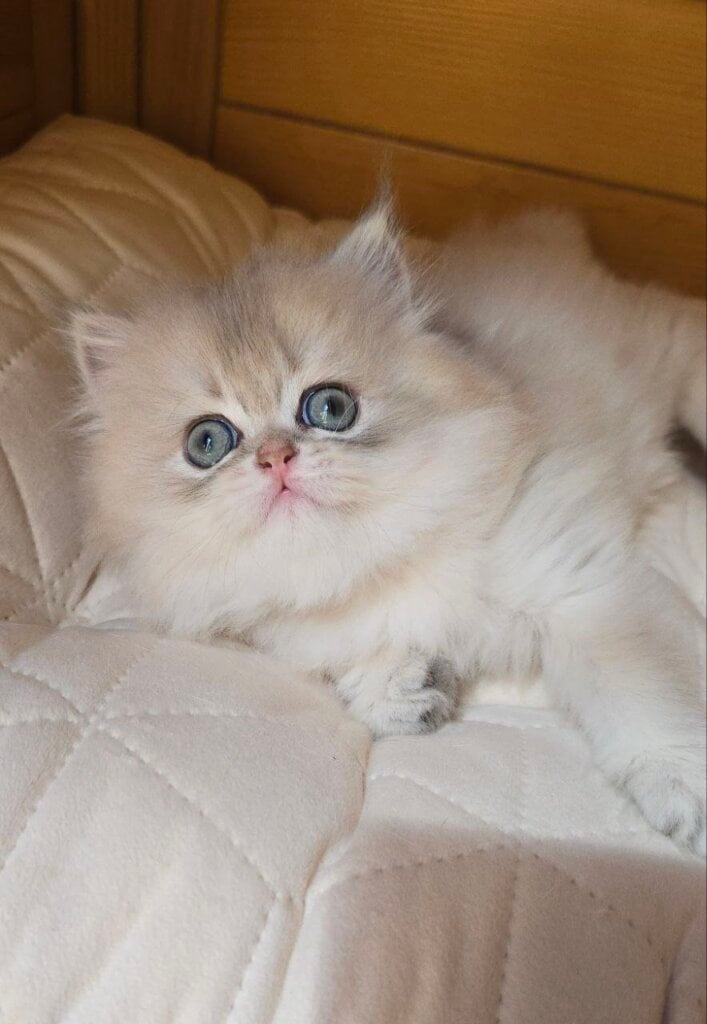 ZuZu  British Longhair Male (Available) $3000