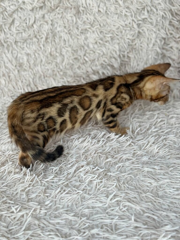 Meyson Bengal Male (Available) $2700