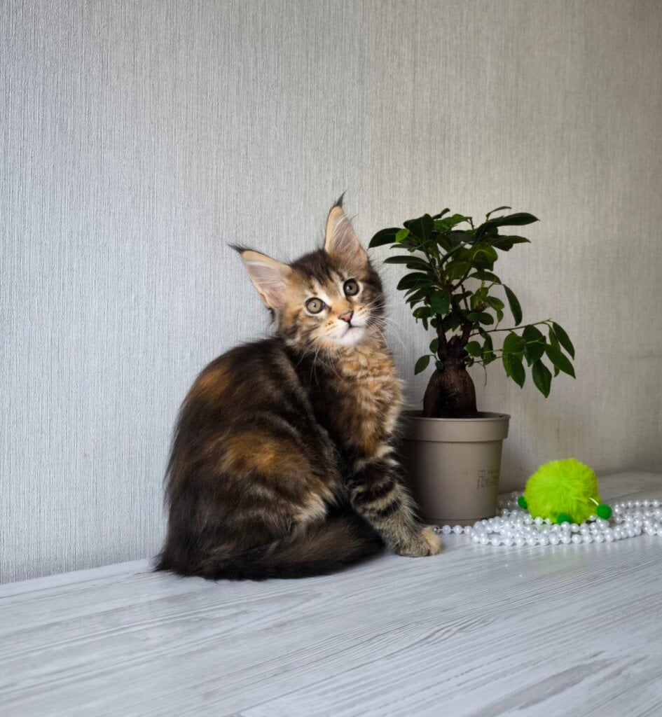 Daisy Maine Coon  Female (Available) $3050